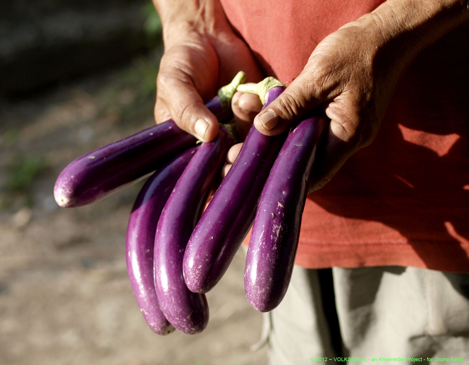 eggplant, aubergine, melongene, brinjal or guinea squash (Solanum melongena)
